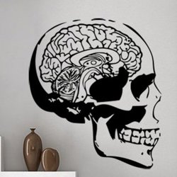 Samolepky na zeď Lebka s mozkem 1216
